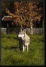 8 Hoest-Herbst-Autumn 07 * 2358 x 3513 * (5.88MB)